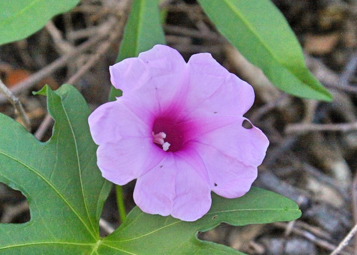 North Queensland Plants Convolvulaceae